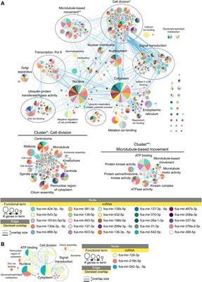 Feline microRNAome in ovary and testis: Exploration of in-silico miRNA-mRNA networks involved in gonadal function and cellular stress response